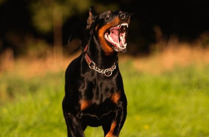 Pozytywne wzmocnienie w szkoleniu