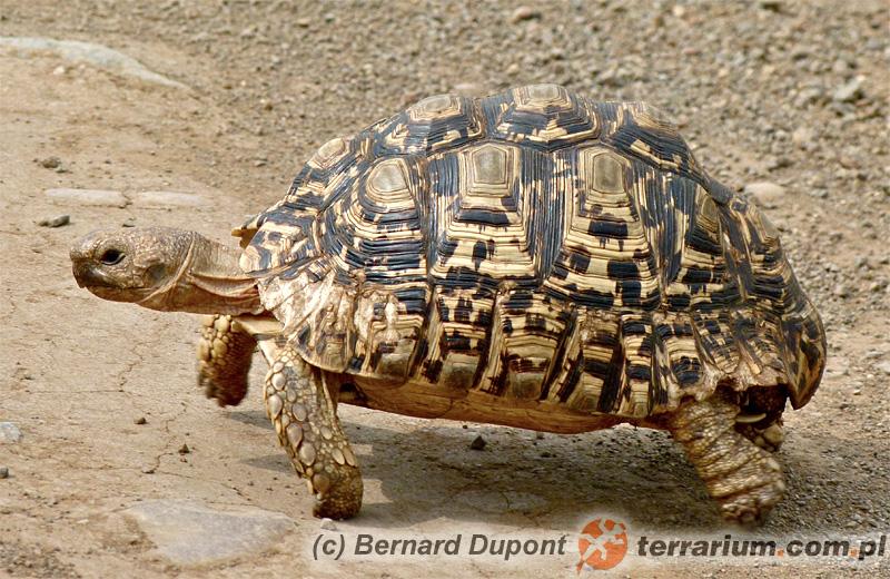 Preferencje żywieniowe żółwia lamparciego