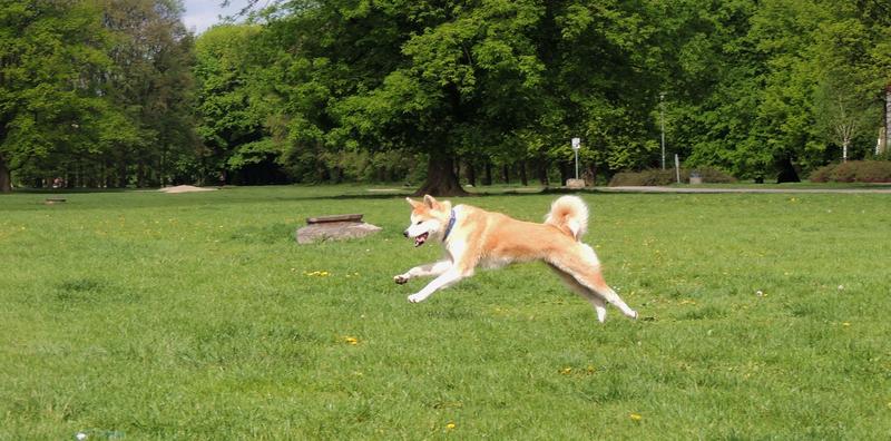 Problemy trawienne u psów