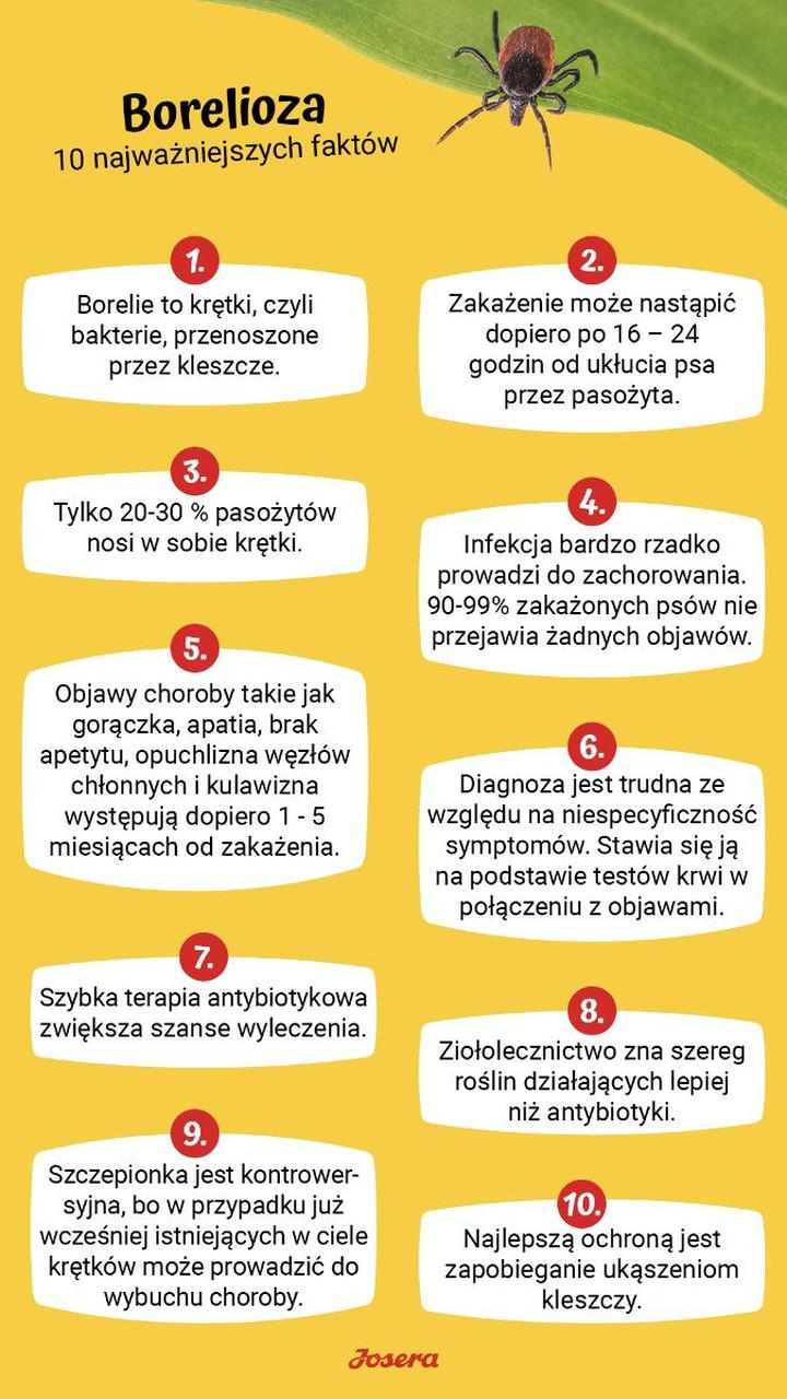 Profilaktyka chorób odkleszczowych u psa