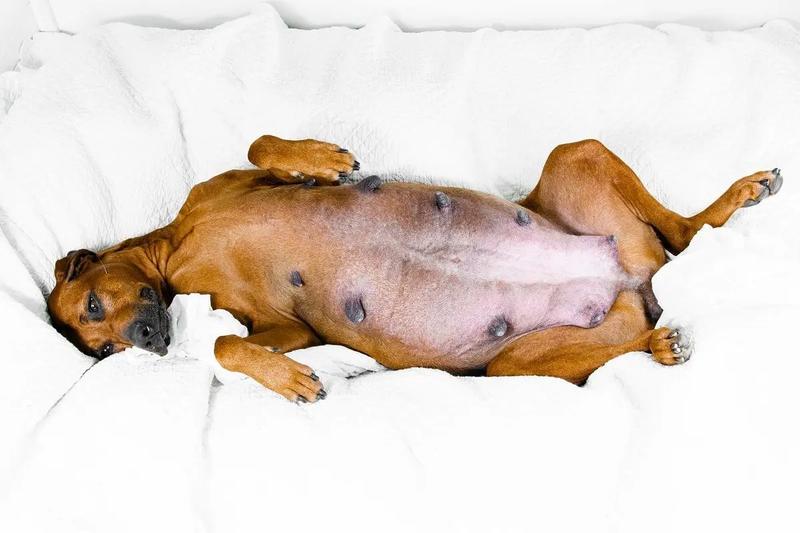 Przyczyny ciąży urojonej u psów