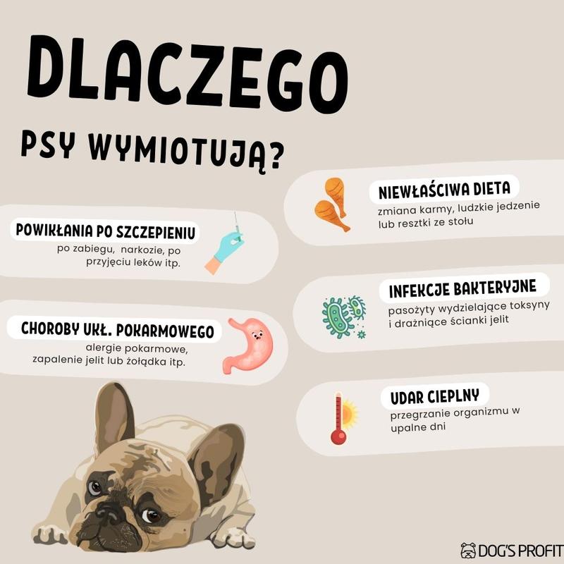 Przyczyny wymiotów u psów