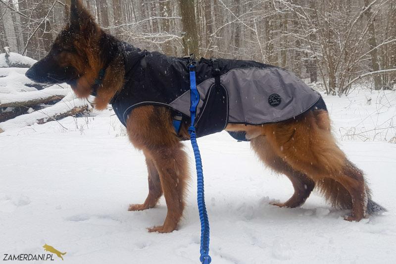 Przygotowanie do zabiegu u psa