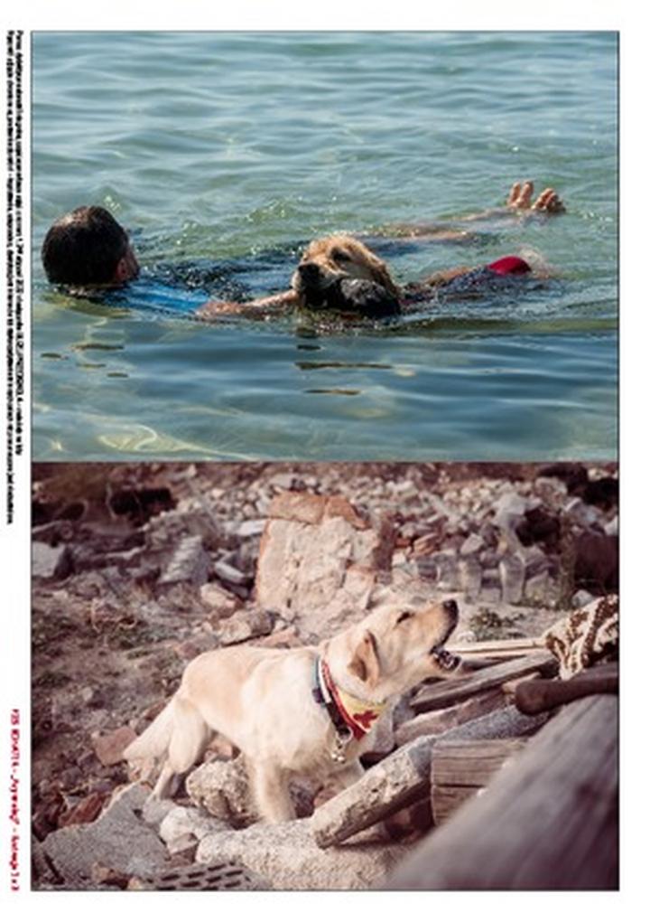 Psia intuicja i instynkt