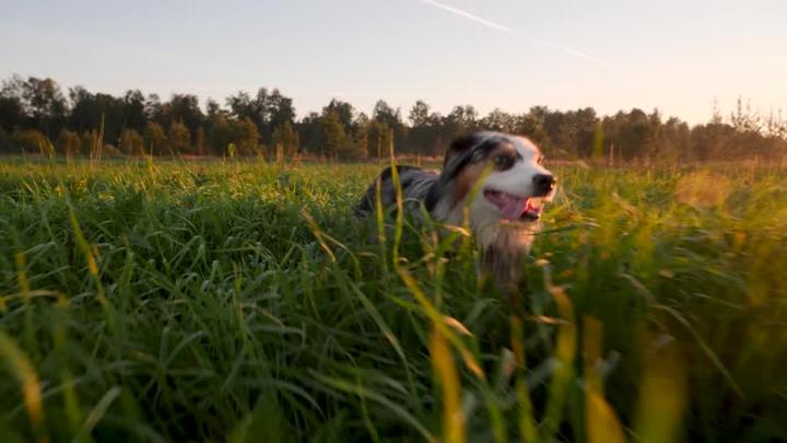 Psychologia psa i instynkty