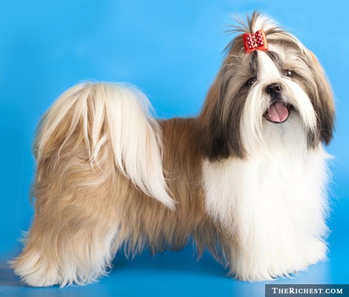 Psychologia psów i inteligencja