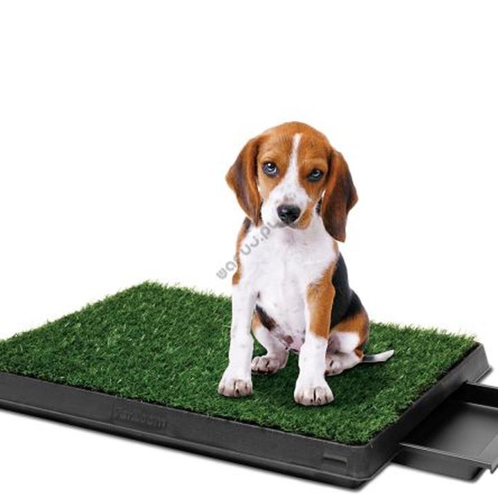 Psychologia psów i jedzenie trawy