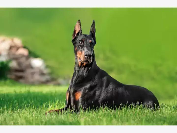 Psychologiczne aspekty zachowań psów