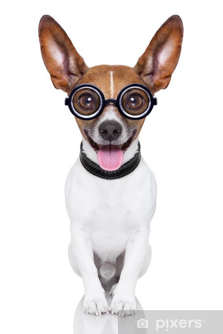 Rasy psów a inteligencja