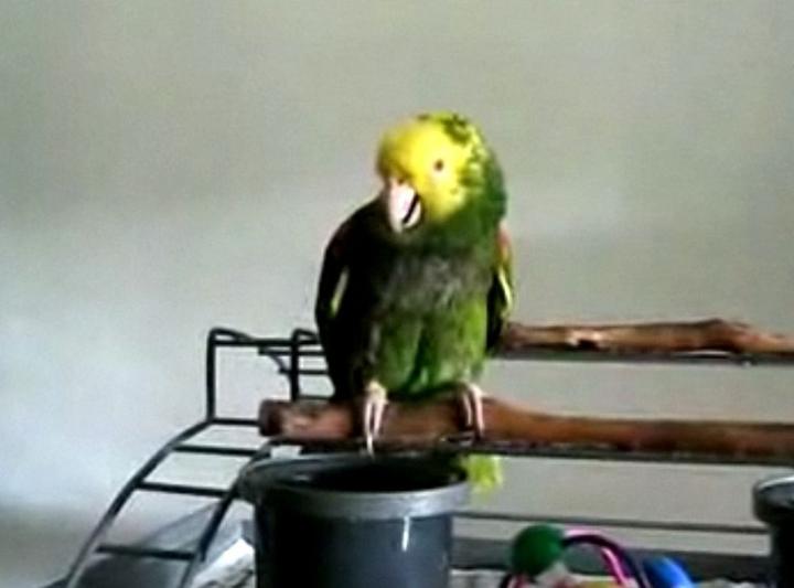 Rola środowiska w zachowaniach papug