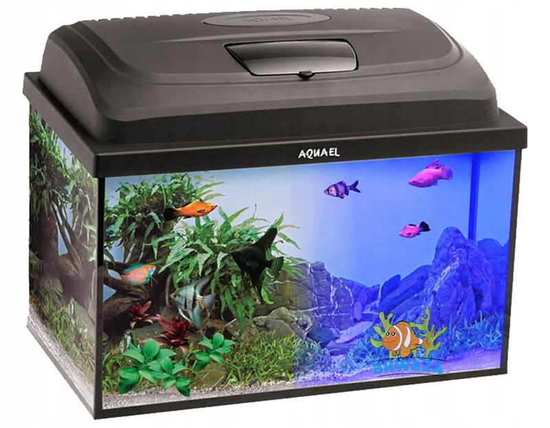 Rośliny do akwarium 25l