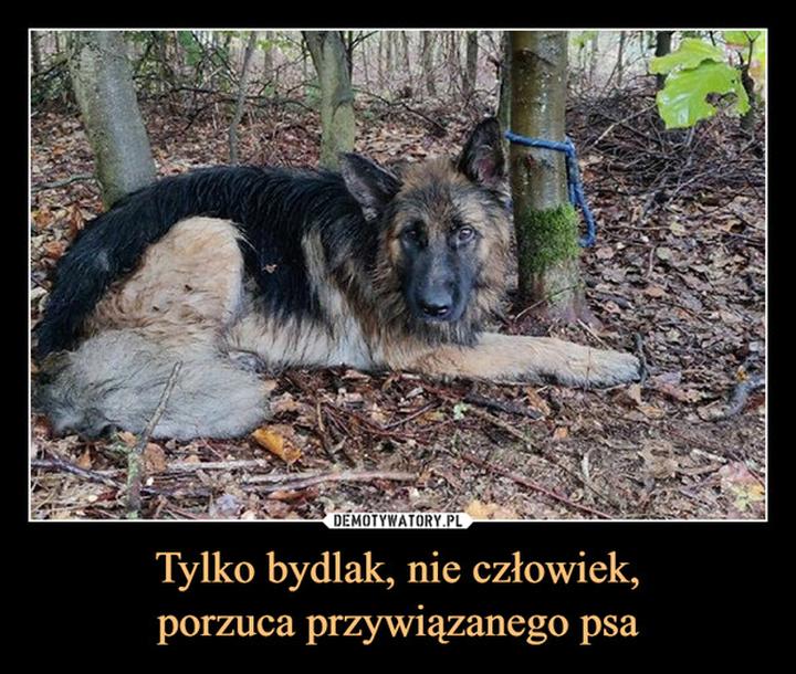 Rozpoznawanie psa bydlaka