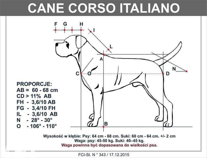 Rozwój psa od szczeniaka do dorosłego