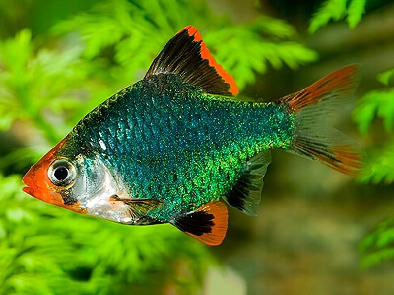 Ryby do akwarium z brzankami