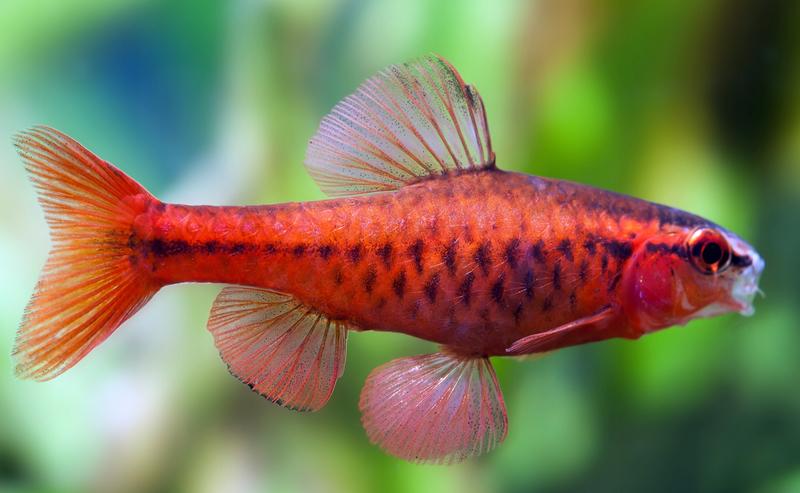 Ryby dominujące a brzanki