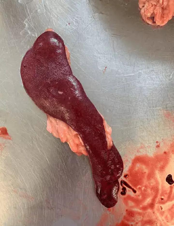 Splenektomia u psa co warto wiedzieć