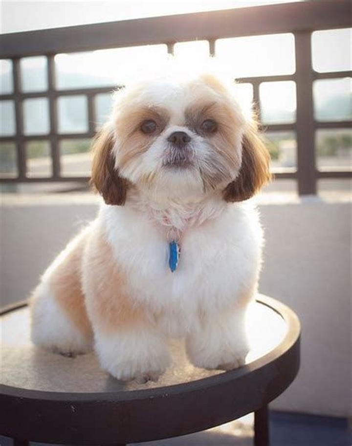 Strzyżenie shih tzu krok po kroku