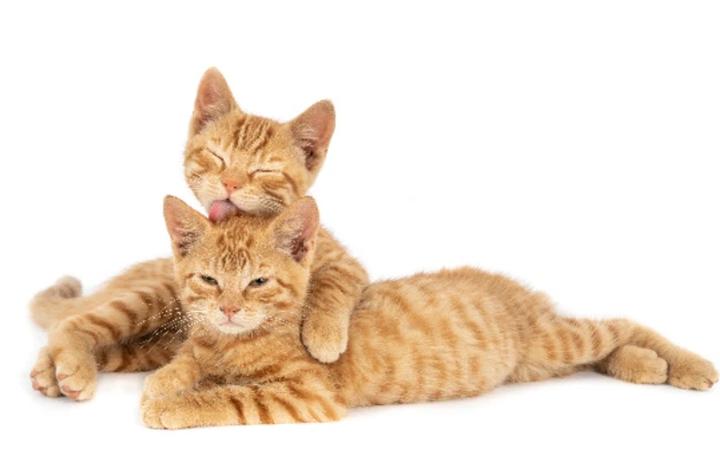 Symbolika kotów w różnych kulturach