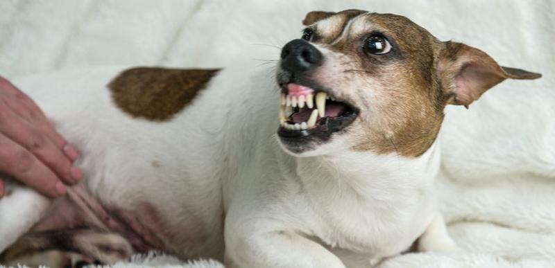 Szkolenie agresywnego psa