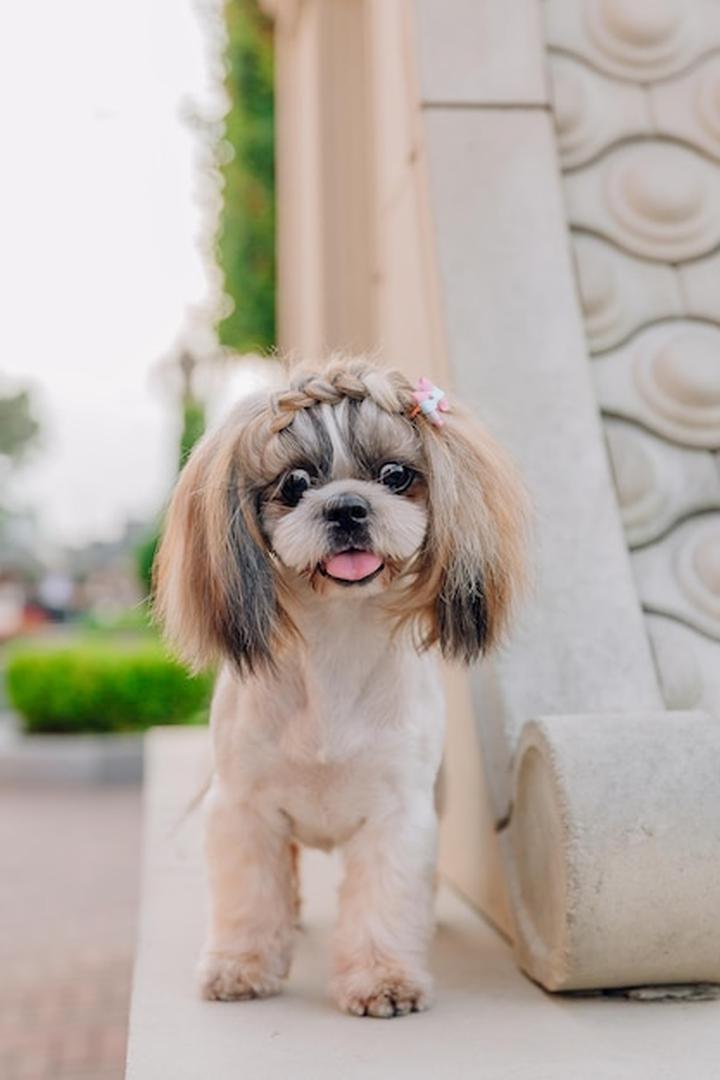 Techniki i stylizacja shih tzu