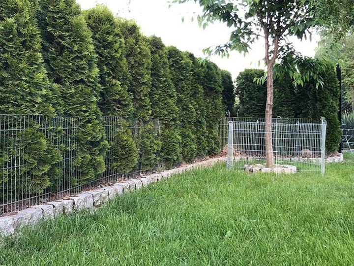 Techniki montażu ogrodzenia drzewek