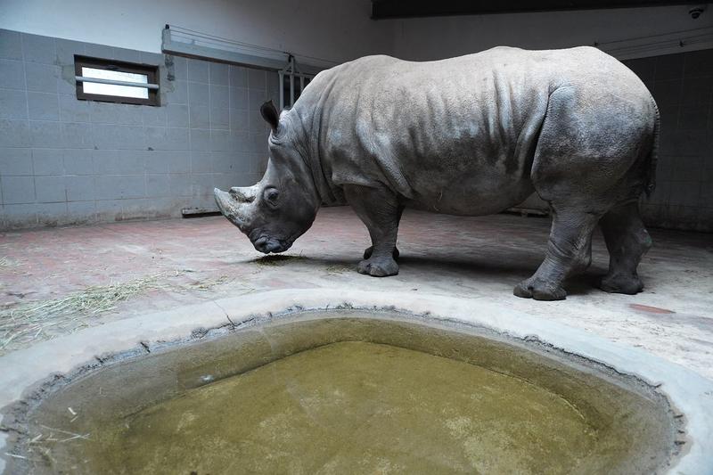 Trasy spacerowe i dystanse w zoo