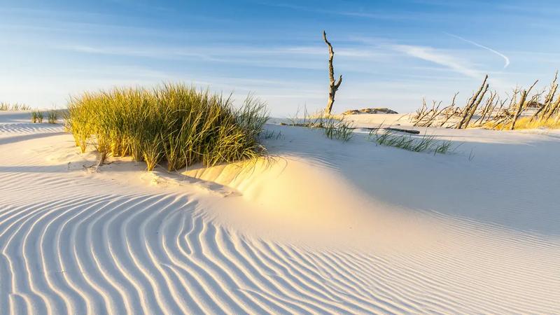 Unikalne gatunki zwierząt Słowiński Park