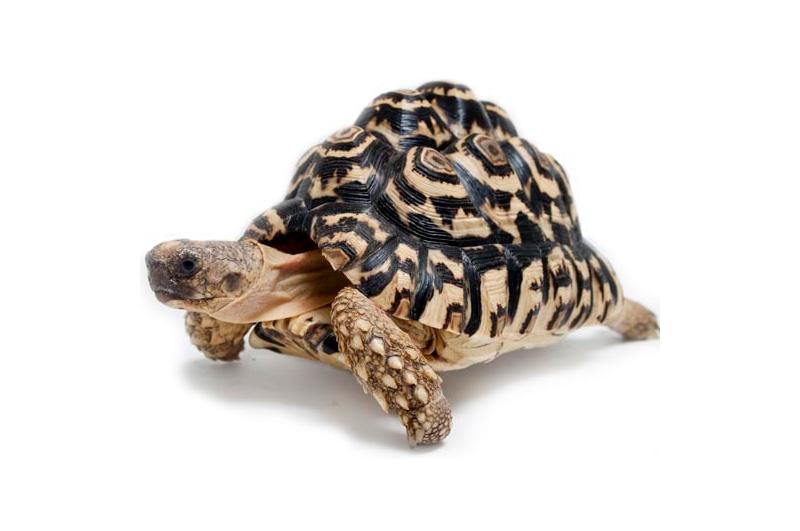 Wpływ środowiska na dietę żółwia lamparciego