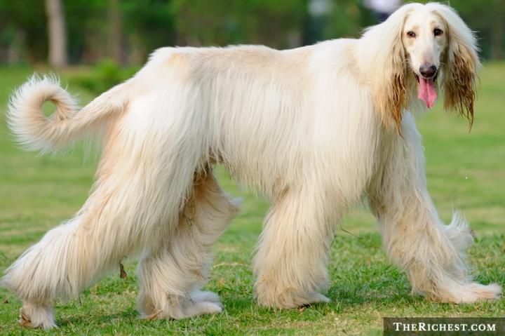 Wpływ warunków życia na inteligencję psa