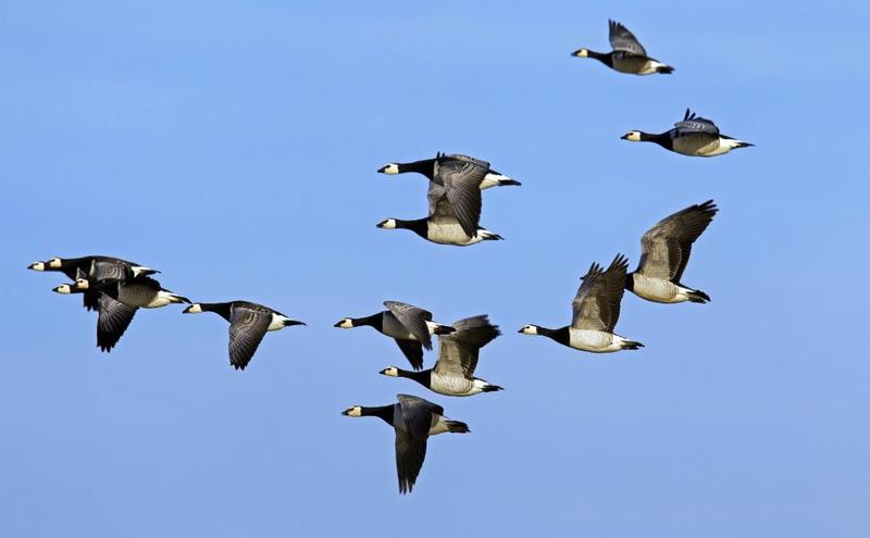 Wpływ zmian klimatycznych na ptaki