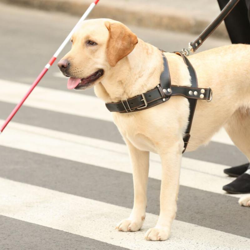 Współpraca przewodnika i psa w szkoleniu