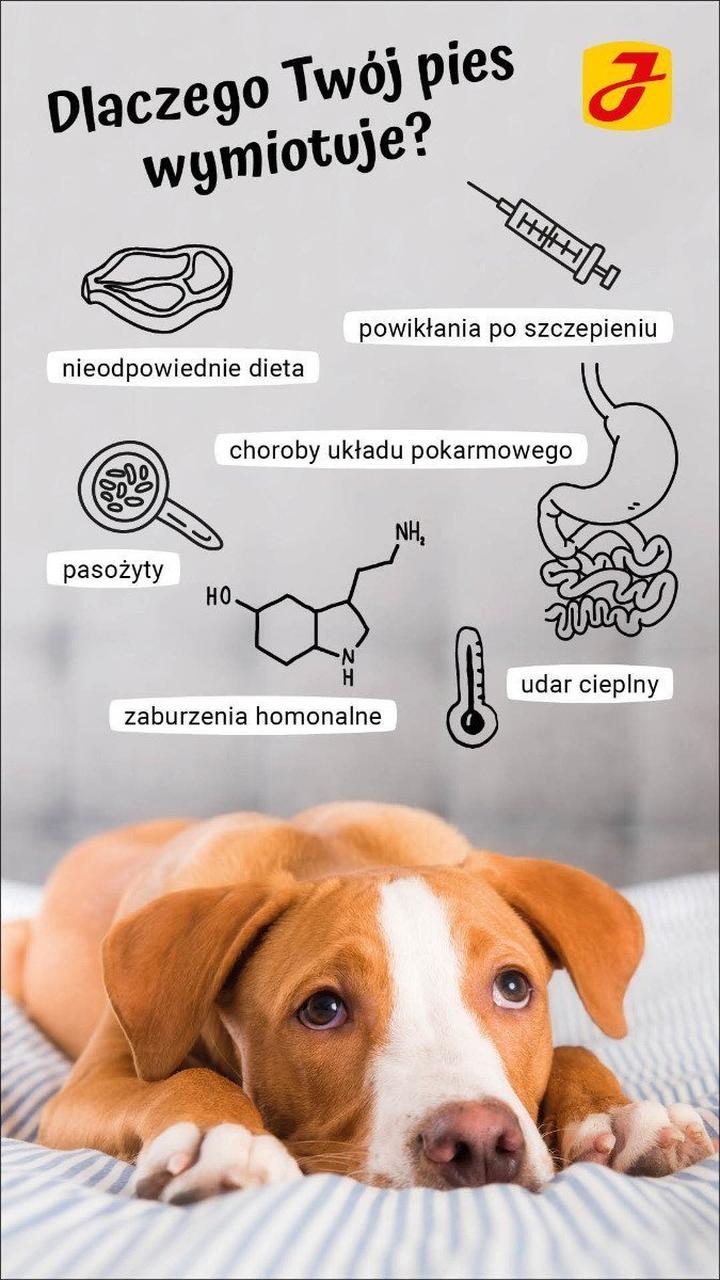 Wymioty białą pianą u psa