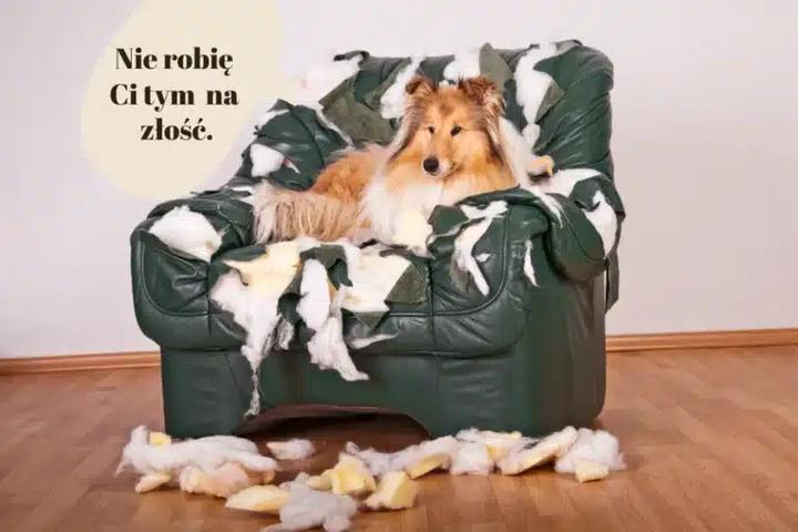 Zabawki i akcesoria dla psa