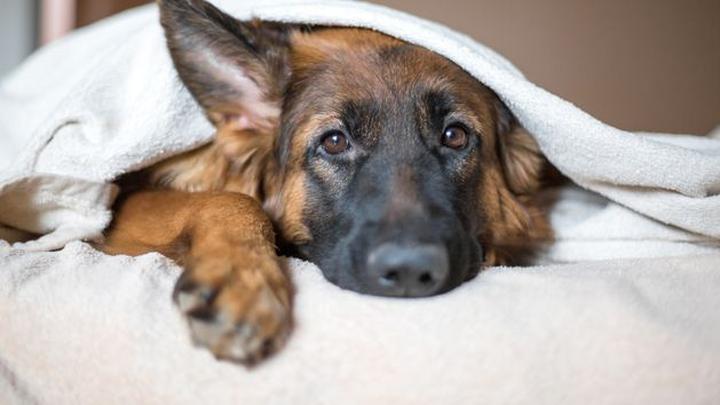 Zachowania psów w domu