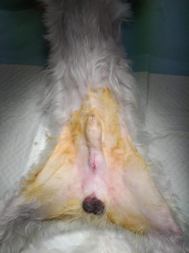 Zachowania seksualne psa