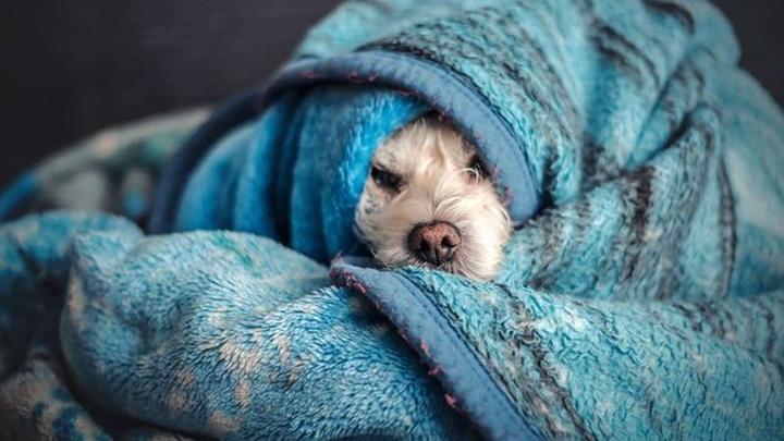 Zachowania stadne i poczucie bezpieczeństwa