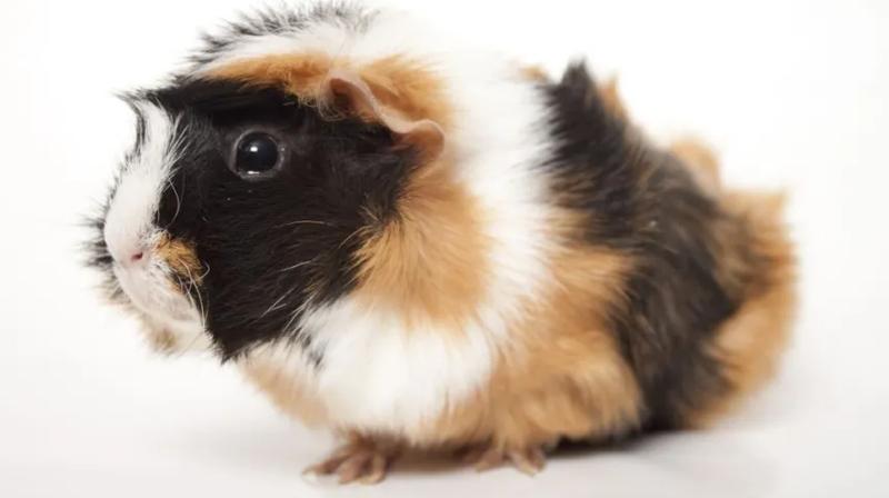 Zachowanie świnek morskich i komunikacja