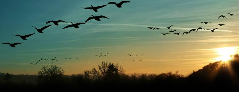 Zagrożenia dla ptaków wędrownych