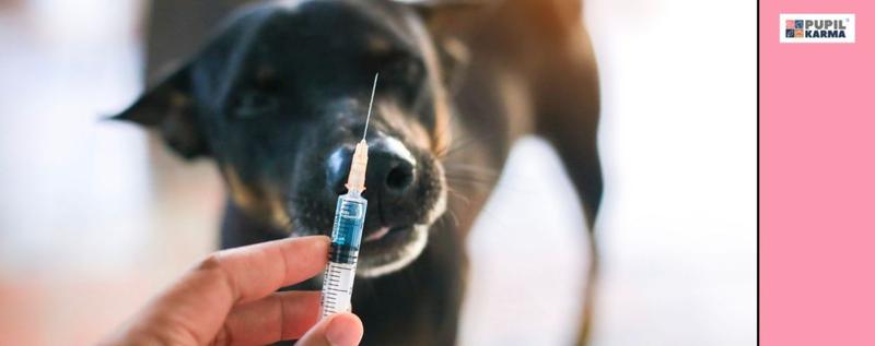 Zapalenie trzustki u psa