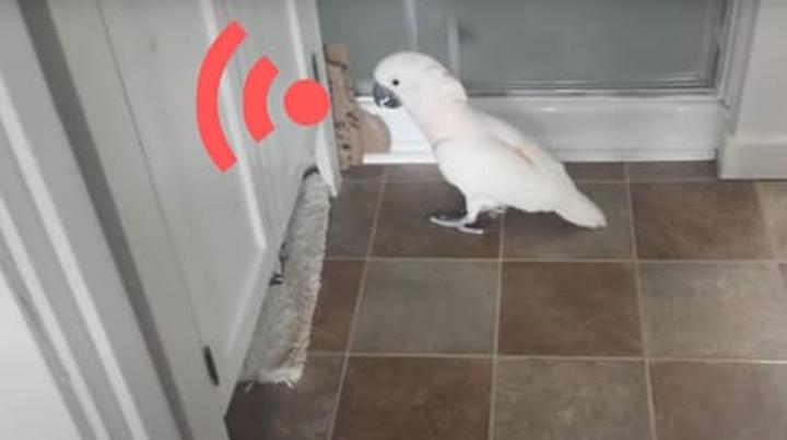 Zaskakujące przyczyny płaczu papug