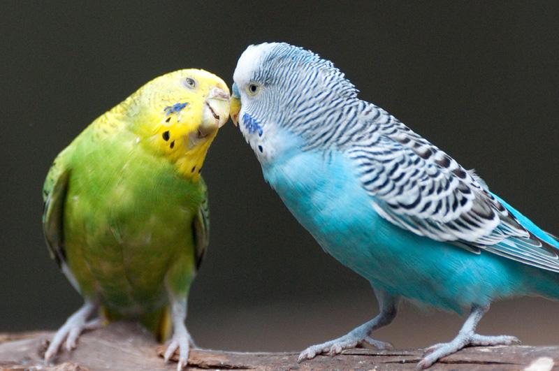 Zdrowe żywienie papug falistych