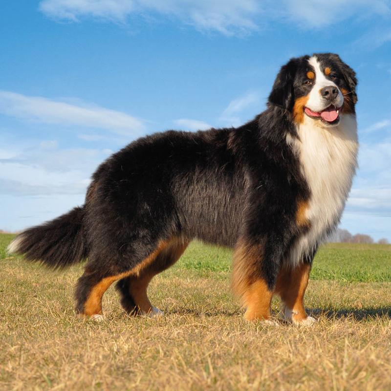 Zdrowie psów pasterskich