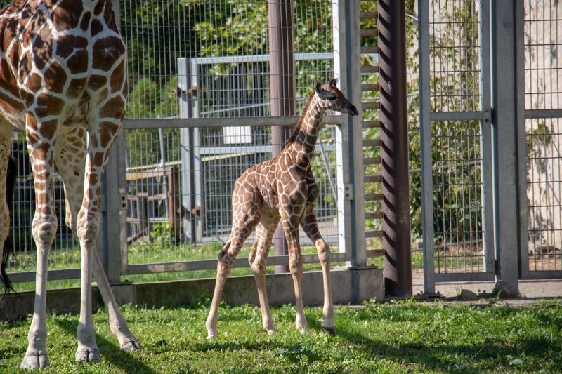 Zoo Chorzów godziny otwarcia