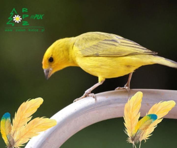 Żywienie kanarka w okresie pierzenia