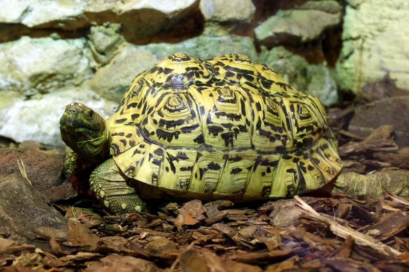 Żywienie żółwia lamparciego