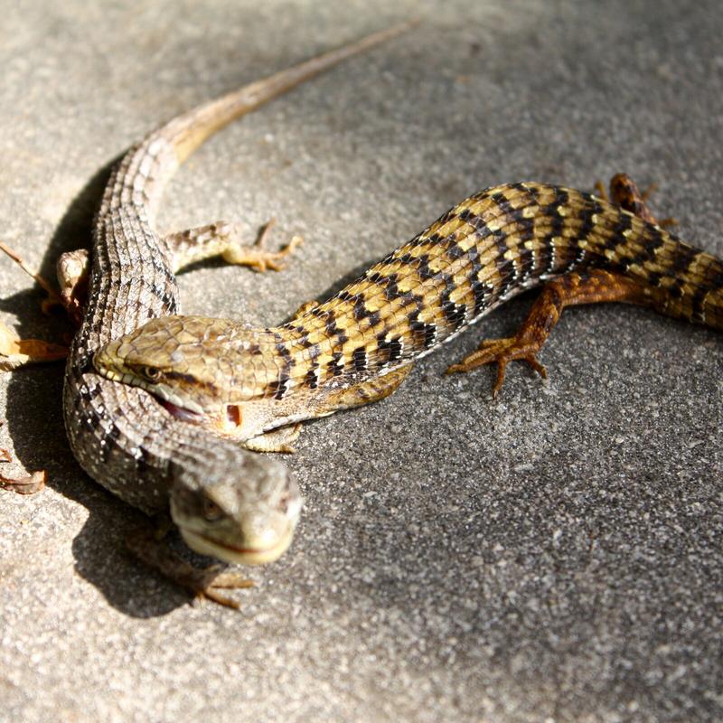 Żyworodność u węży