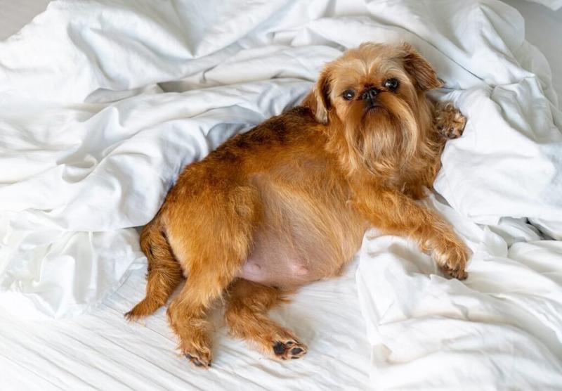 Ciąża urojona u psa – jak długo trwa i co warto wiedzieć?