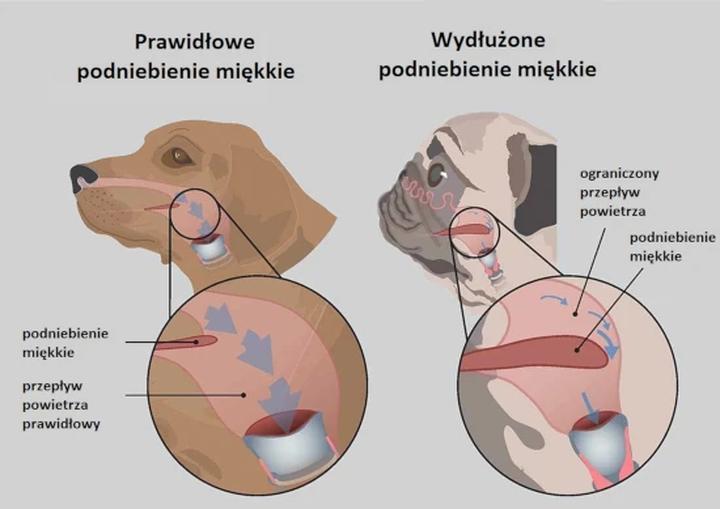 Co oznacza głośne oddychanie u psa i dlaczego może być niepokojące?