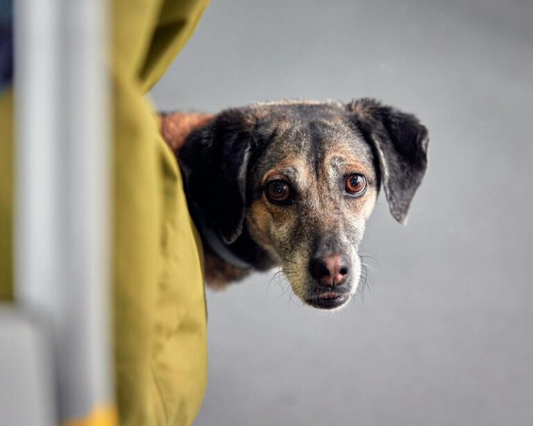 Co robić w przypadku zatrucia pokarmowego u psa? Praktyczny przewodnik dla właścicieli