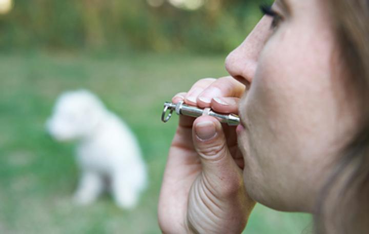 Czy gwizdek na psy naprawdę działa? Oto, co musisz wiedzieć!